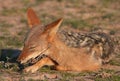 Black-backed Jackal (Canis mesomelas) Royalty Free Stock Photo