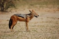 Black-backed Jackal (Canis mesomelas)