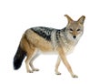 Black-backed jackal () - Canis mesomelas Royalty Free Stock Photo