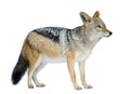 Black-backed jackal () - Canis mesomelas Royalty Free Stock Photo