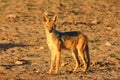 The black-backed jackal Canis mesomelas in beautiful evening light during sunset in desert Royalty Free Stock Photo