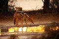 The black-backed jackal ,Canis mesomelas, in beautiful evening light during sunset in desert. Jackal drinking against the sun