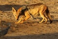 The black-backed jackal Canis mesomelas is drinking from the puddle in the wonderful evening light before sunset and watching Royalty Free Stock Photo