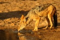 Black-backed Jackal Canis mesomelas drinking water at waterhole in Kalahari desert in the sunset Royalty Free Stock Photo