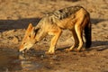 The black-backed jackal Canis mesomelas is drinking from waterhole in beautiful evening light during sunset in the red desert Royalty Free Stock Photo