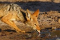 The black-backed jackal ,Canis mesomelas, drinks at the waterhole in the desert. Jackal by the water in the evening light.
