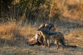 Black-backed jackal (Canis mesomelas)