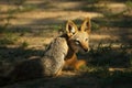 Black-backed Jackal Canis mesomelas in Kalahari desert have a rest in shade  close to waterhole in sunset light Royalty Free Stock Photo