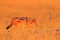 Black-Backed Jackal, Canis mesomelas mesomelas, portrait of animal with long ears, Tanzania, South Africa. Beautiful wildlife scen Royalty Free Stock Photo