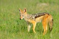 Black-Backed Jackal, Canis mesomelas mesomelas, portrait of animal with long ears, Tanzania, South Africa. Beautiful wildlife scen Royalty Free Stock Photo