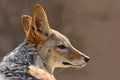 Black-Backed Jackal, Canis mesomelas mesomelas, portrait with long ears, Namibia, South Africa Royalty Free Stock Photo