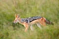 Black-Backed Jackal, Canis mesomelas mesomelas, portrait of animal with long ears, Kenya, South Africa. Beautiful wildlife scene f Royalty Free Stock Photo