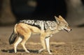 Black-backed Jackal (Canis Mesomelas) on savannah