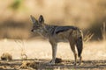 Black-backed Jackal (Canis mesomelas) Royalty Free Stock Photo