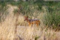 The black-backed jackal Canis mesomelas, standing in the grass. Young jackal in the savannah