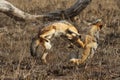 The black-backed jackal Canis mesomelas, two individuals in the fight for food and territory. A fight between two adult jackals Royalty Free Stock Photo