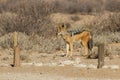 Black-backed jackal Canis mesomelas watching intently in the Kalahari desert