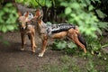 Black-backed jackal (Canis mesomelas).