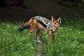 Black-backed jackal (Canis mesomelas). Royalty Free Stock Photo