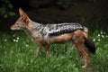 Black-backed jackal (Canis mesomelas).