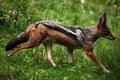 Black-backed jackal (Canis mesomelas). Royalty Free Stock Photo