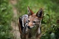 Black-backed jackal (Canis mesomelas). Royalty Free Stock Photo