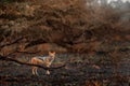 Black-Backed Jackal, Canis mesomelasfire, burned destroyed savannah. Animal in fire burnt place, Cheetah lying in black ash and Royalty Free Stock Photo