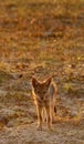 Black-backed Jackal cub Royalty Free Stock Photo