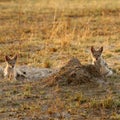 Black-backed Jackal cub Royalty Free Stock Photo