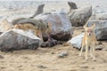 Black-backed Jackal eating a baby seal