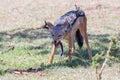 Black Backed Jackal Eating Impala Tail