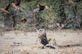 Black-backed Jackal hunting for birds Royalty Free Stock Photo