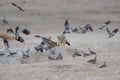 Black backed jackal are hunting dove, etosha nationalpark, namibia Royalty Free Stock Photo