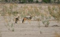 Black-backed Jackal with juvenile Royalty Free Stock Photo