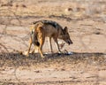 Black-backed Jackal With Kill Royalty Free Stock Photo