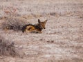 Black-backed Jackal lying on the dusty ground in Etosha National Park, Namibia, Africa Royalty Free Stock Photo