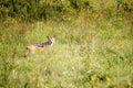 A black-backed jackal in Nakuru National Park in Kenya Royalty Free Stock Photo