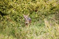 A black-backed jackal in Nakuru National Park in Kenya Royalty Free Stock Photo