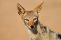 Black-backed Jackal portrait Royalty Free Stock Photo