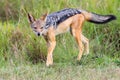 Black Backed Jackal Posing In Masai Mara Royalty Free Stock Photo