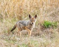 Black-backed Jackal Pup Royalty Free Stock Photo