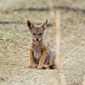 Black-backed Jackal Pup Royalty Free Stock Photo