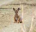 Black-backed Jackal Pup Royalty Free Stock Photo