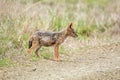 Black-backed Jackal Pup Royalty Free Stock Photo