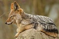 Black backed jackal is resting in the nature habitat Royalty Free Stock Photo