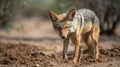 A black-backed jackal scavenging for food created with Generative AI