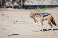 Black-backed Jackal hunting for birds Royalty Free Stock Photo