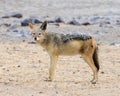 Black-backed Jackal on Skeleton Coast, Namibia