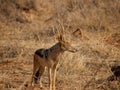 Black-backed jackal