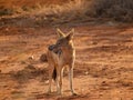 Black-backed jackal